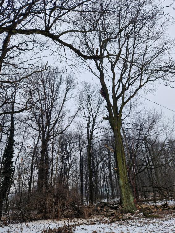 postupné kácení dubu poblíž plynové stanice Karviná